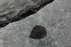 Sheshymore Limestone with classic kharstified exposures of the disolving fracture margins, Grikes, of tabular blocks of limestone pavement, Clints. Widened driven by post glacial disolution (McNamara, & Hennessy, 2010). Variscan folding initiated the fractures (Coller, 1984).